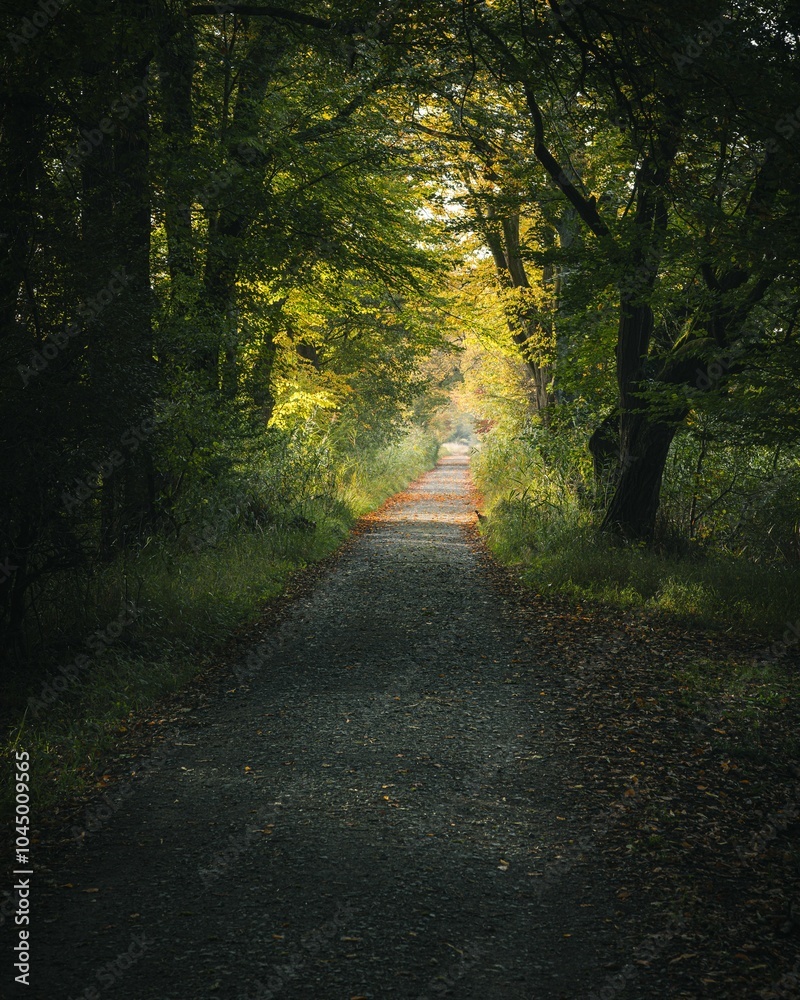 Obraz premium Tranquil forest path with dappled sunlight