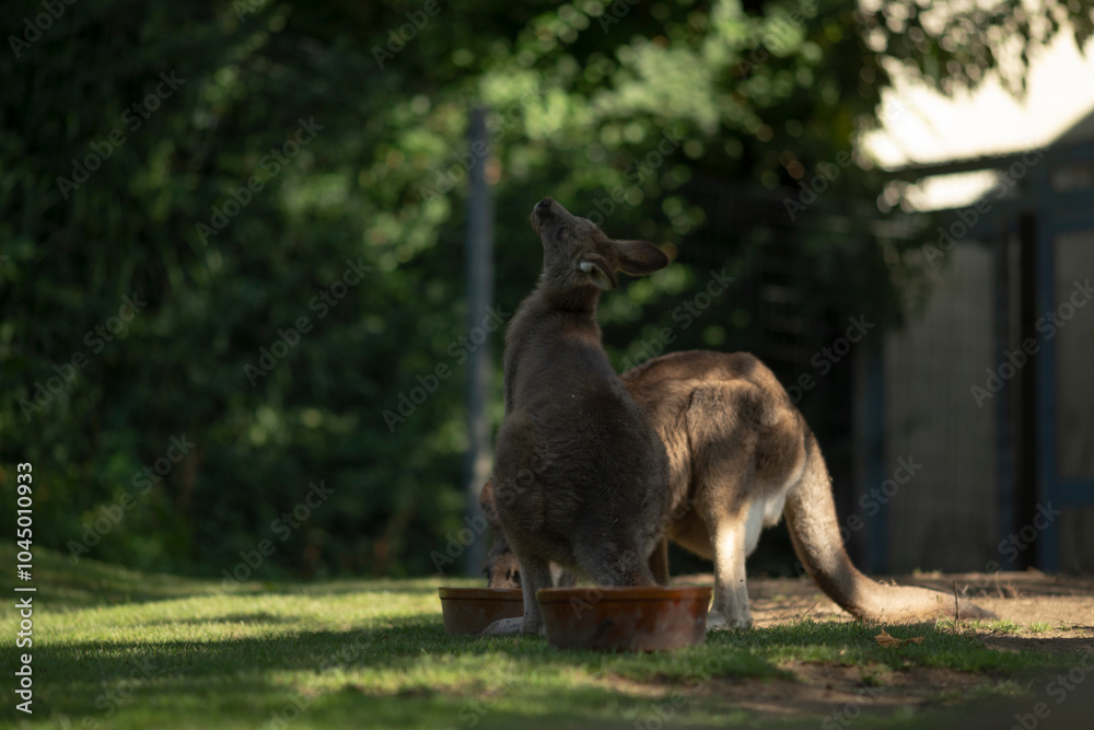 Fototapeta premium A kangaroo is quenching its thirst by drinking water from a bowl that is placed on the grass in a beautiful natural environment