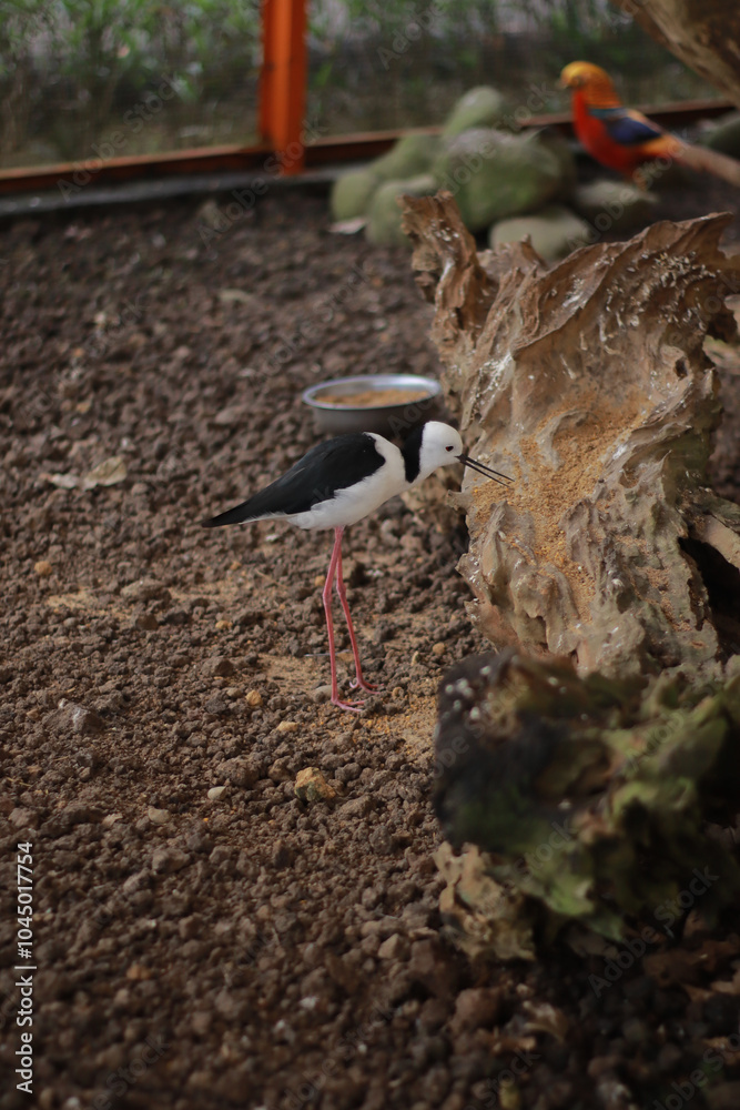 Two long-legged birds with black and white feathers standing on a sandy ground, creating a natural and wildlife scene Two long-legged birds with black and white feathers standing on a sandy ground, creating a natural and wildlife scene