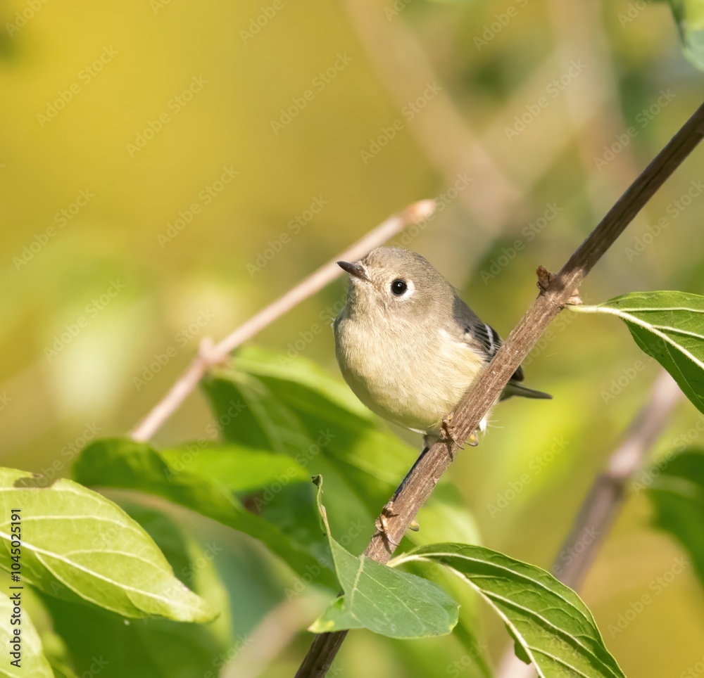 Ruby-crowned kinglet Ruby-crowned kinglet