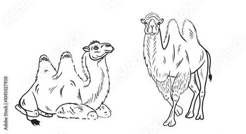 Set of two beautiful realistic two-humped camel standing and sitting in black on white background. Hand drawn vector sketch illustration in doodle engraved vintage line art style. Egypt, exotic