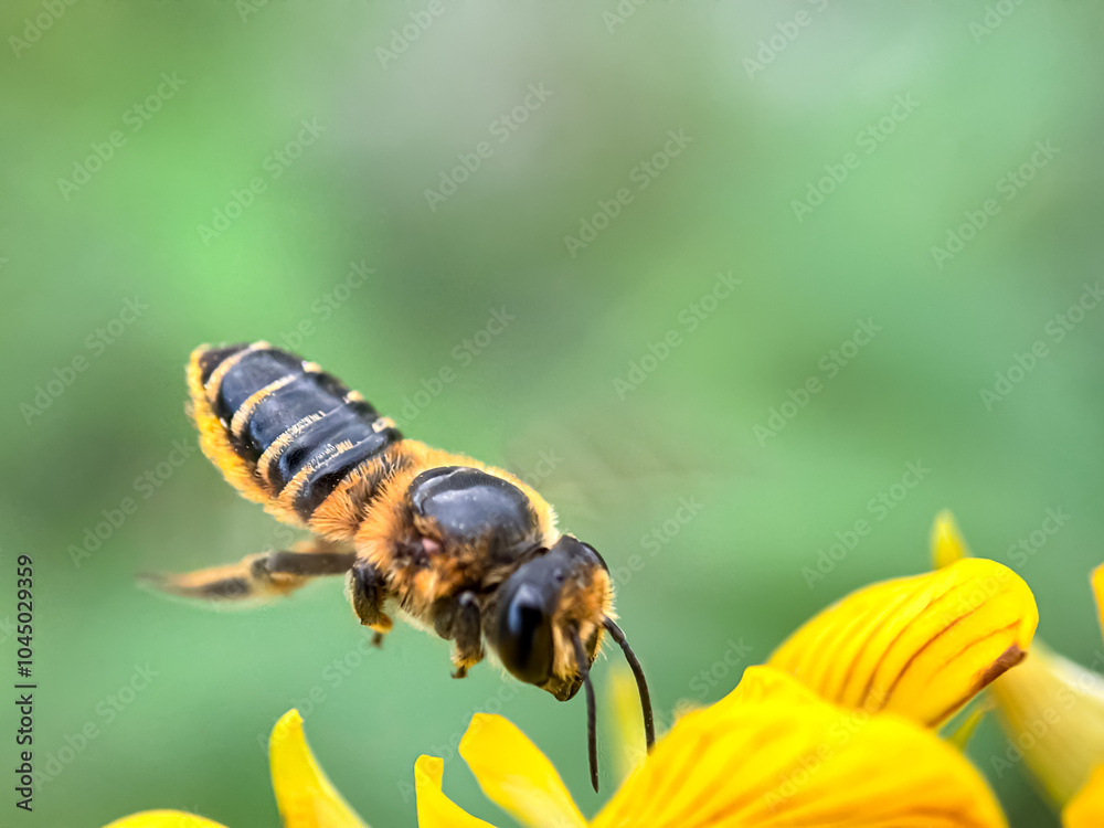 Close up of honey bee sucking flower nectar Close up of honey bee sucking flower nectar