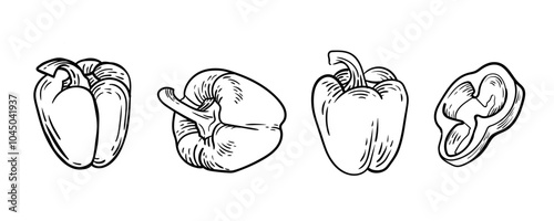 Pepper. Vegetables. Hand drawn vector illustration.