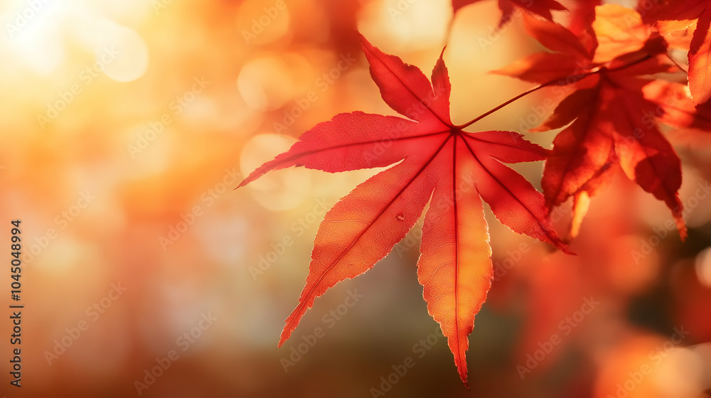 Red Maple Leaf Closeup in Autumn Sunlight - Photo Red Maple Leaf Closeup in Autumn Sunlight - Photo