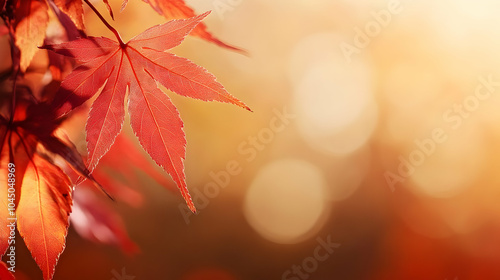 Red Maple Leaf with Bokeh B...