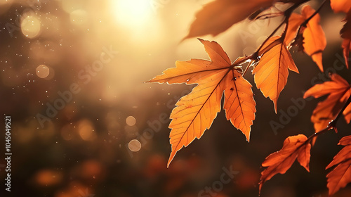 Autumn Leaf Photography