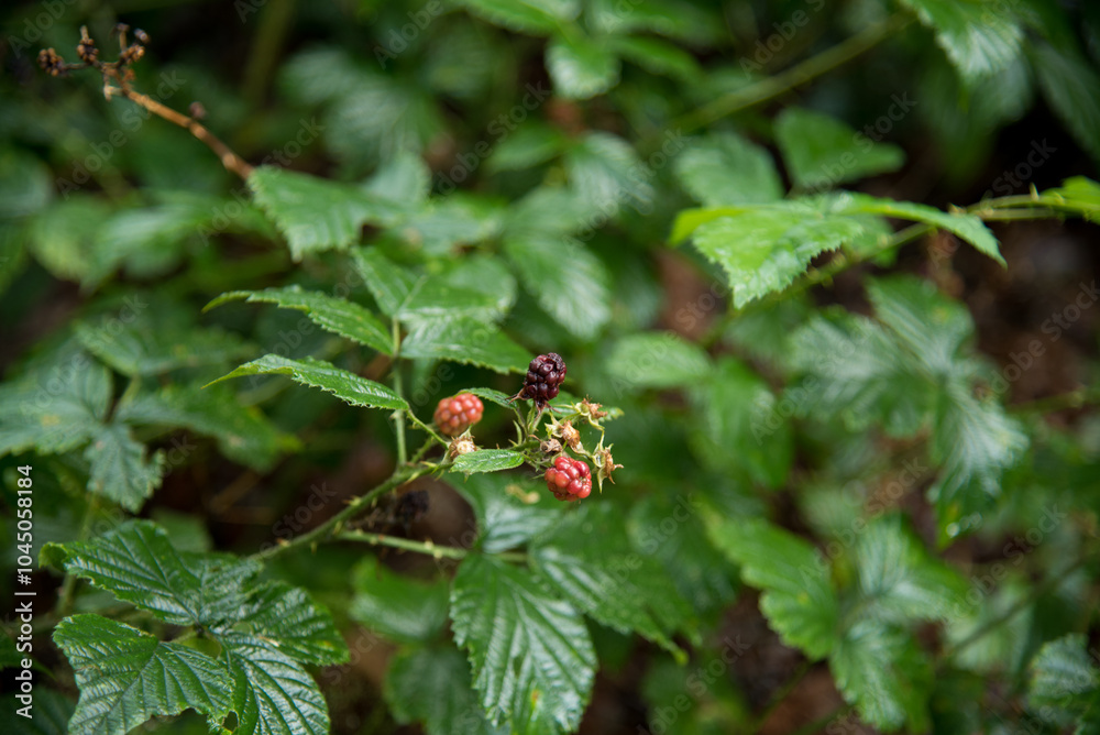 wild raspberry berries in the field wild raspberry berries in the field