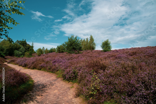 narrow path in the heath hills