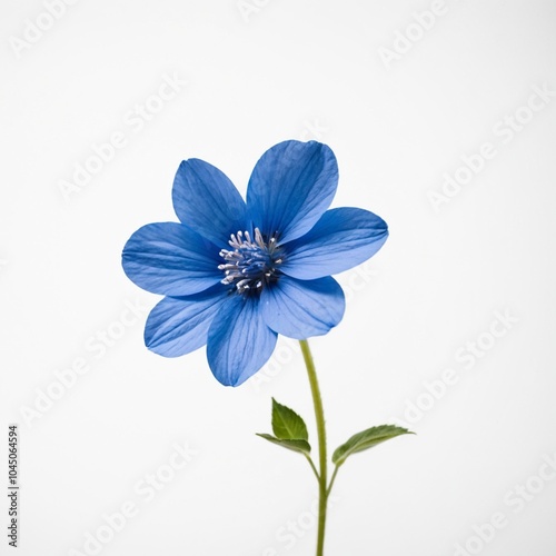 Blue flower on white background