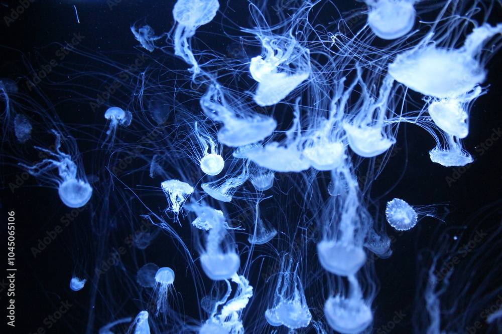 Obraz premium Jellyfish