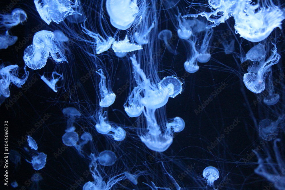Obraz premium Jellyfish