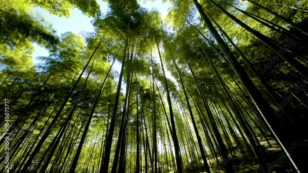 Kyoto's Bamboo Forest in Arashiyama is a breathtaking natural wonder, with towering stalks and soothing sounds. Spanning several acres, it’s home to diverse wildlife and is near the Tenryu-ji Temple Kyoto's Bamboo Forest in Arashiyama is a breathtaking natural wonder, with towering stalks and soothing sounds. Spanning several acres, it’s home to diverse wildlife and is near the Tenryu-ji Temple