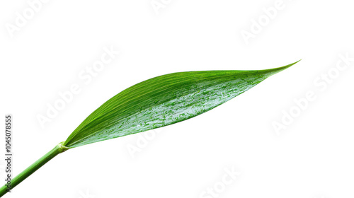 Vibrant green leaf showcasing intricate texture and natural beauty against a stark white background photo