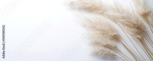 A clean, minimalist image of fluffy pampas grass against a white background. The soft, neutral tones give the composition a serene and calming effecT