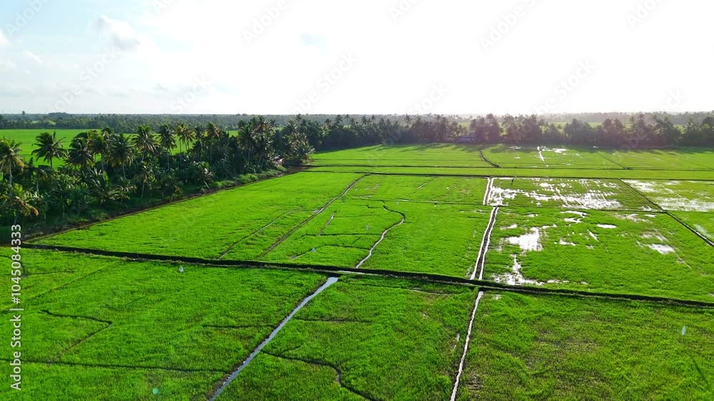 Ricefeild Template Rice Field , Paddy Farming , In Kerala, God's Own Country Stock Video ...