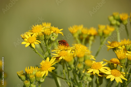 Mating Soldier Beetles