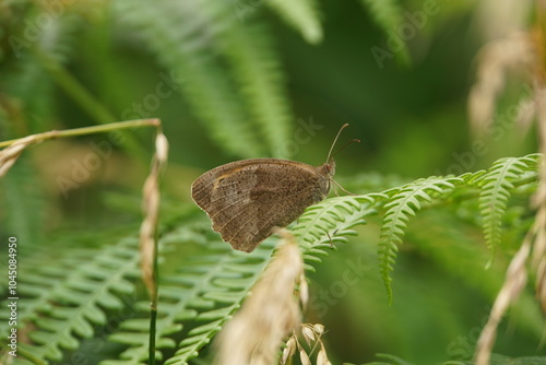 Meadow Brown Perching