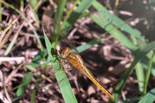 Dragonfly perched on grass or tree. Macro photography of insect with morning sunlight. Golden yellow dragonfly perched on grass with morning dew.