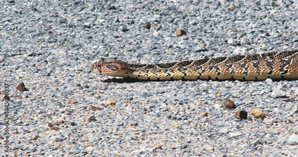 A large puff adder using caterpillar locomotion to slowly cross a gravel road A large puff adder using caterpillar locomotion to slowly cross a gravel road