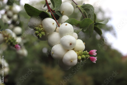 berries and flowers of white symphoricarpos albus