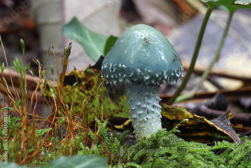 A beautiful blue/green mushroom, the grey green strophaire, Stropharia aeruginosa