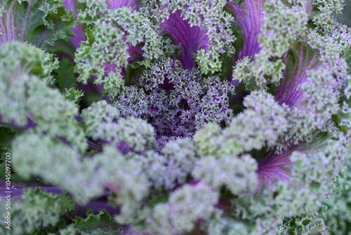 pink background High quality photo macro photography gradient white green ornamental Brassica oleracea acephala purple cruciferous family decorative carved cabbage leaves, poster, banner close - up photo