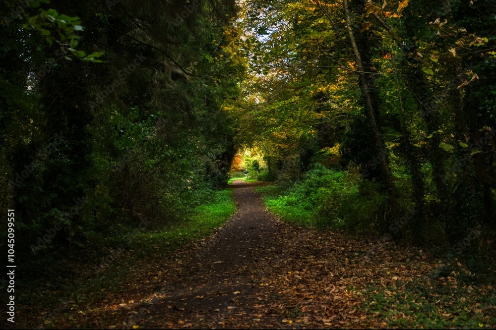 Obraz premium path in the forest