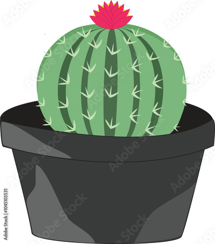 radial cactus with flower in flowerpot