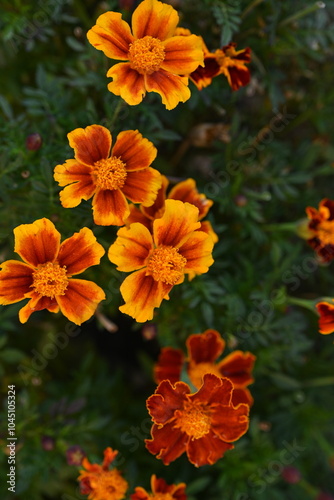 yellow-orange blackberry, marigolds close-up background, on a sunny day, blurred background, flower tagetes close-up on a green background on an autumn sunny day, orange marigold color, red flowers 