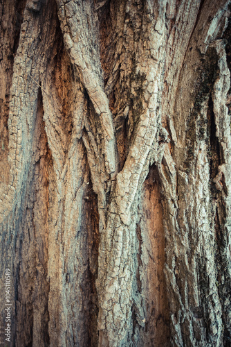 Close-up of textured tree bark with intricate patterns and earthy tones.