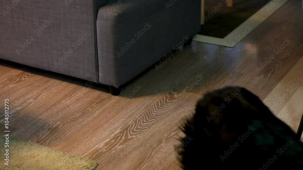 Perro se levanta 