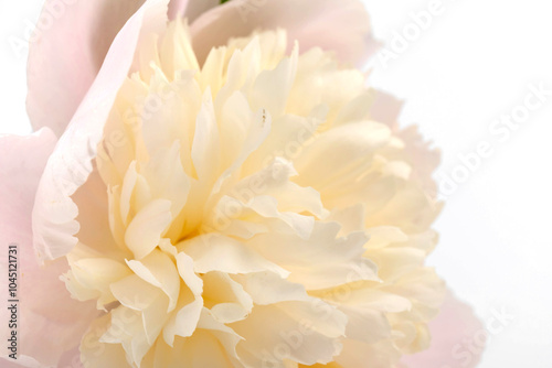 Peonies flowers. Floral beautifull background. Closeup. Nature.