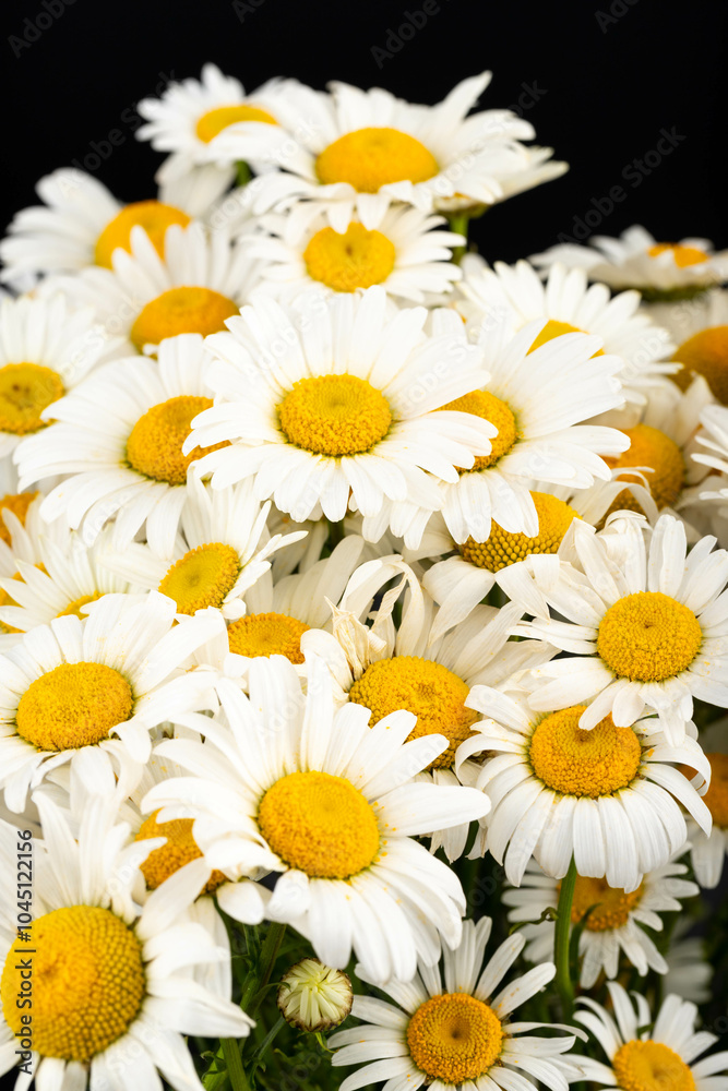 Chamomile or daisies isolated on black background.
