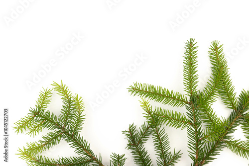 Pine branch isolated on white background. Fir tree branch isolated on white