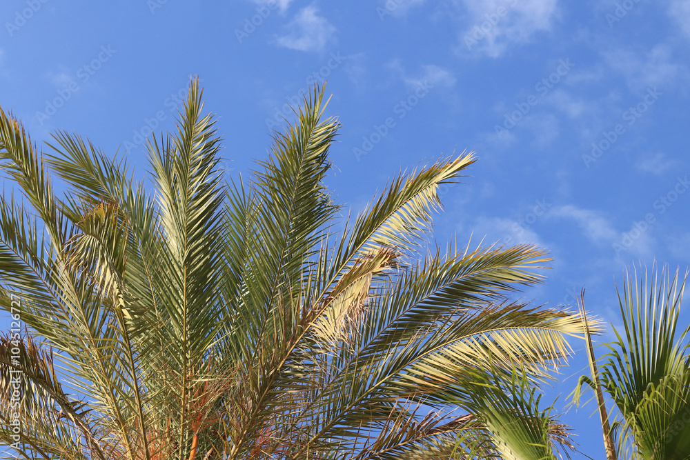 Green palm leaves against the sky, view from the bottom up. Nature background. Palm leaves background, wallpaper Green palm leaves against the sky, view from the bottom up. Nature background. Palm leaves background, wallpaper