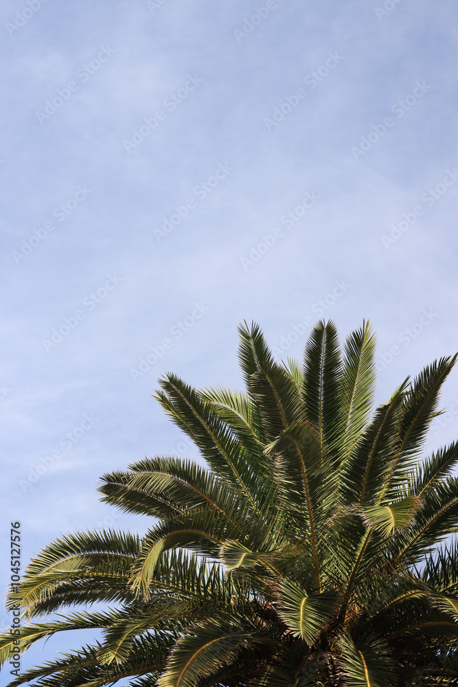 Green palm leaves against the sky, view from the bottom up. Nature background. Palm leaves background, wallpaper Green palm leaves against the sky, view from the bottom up. Nature background. Palm leaves background, wallpaper