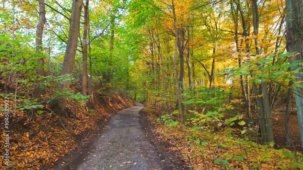 A video of a walk through an autumn forest, showing a path lined with ...