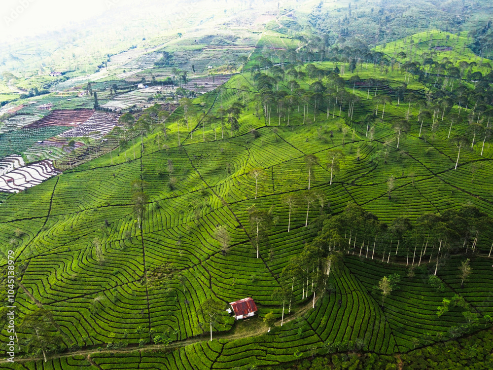 Fototapeta premium THE BEAUTY OF THE PANORAMA OF THE TEA PLANTATION AREA IN THE HIGHLANDS AT THE FOOT OF MOUNT SINDORO, WONOSOBO, INDONESIA, WHICH IS COOL AND FERTILE