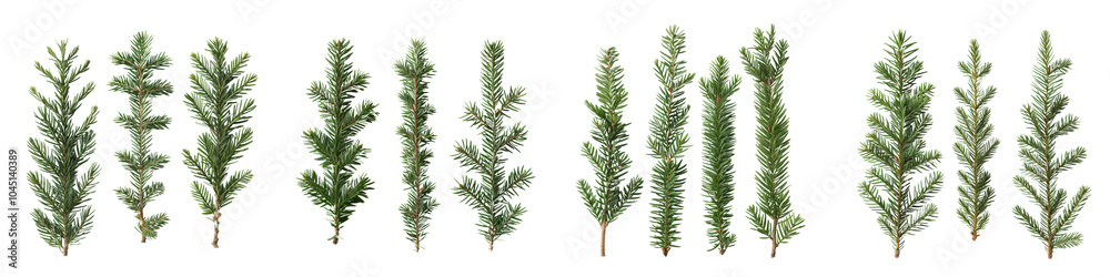 Collection of Twig of pine isolated on white or transparent background Collection of Twig of pine isolated on white or transparent background