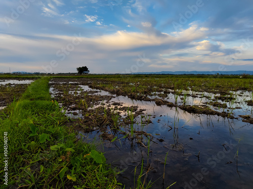 natural scenery of plowed rice fields with a cloudy blue sky in the afternoon