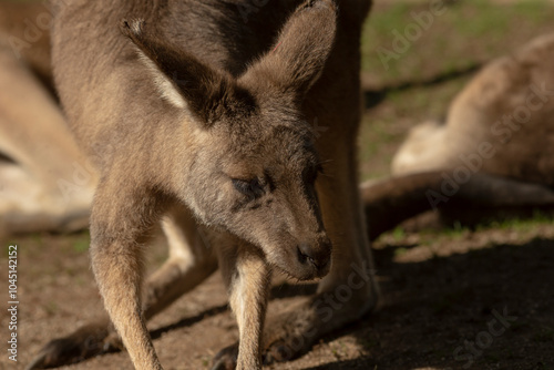 A kangaroo is standing right next to another kangaroo on the ground, both of them appearing healthy and alert within their natural habitat photo