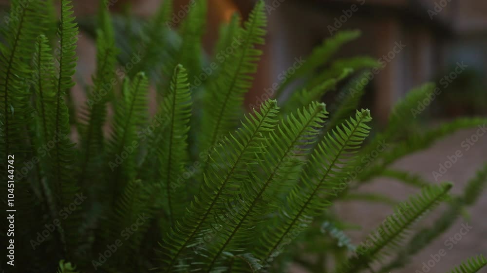 Lush green fronds of the fern polystichum setiferum outside a house in mallorca, spain, showcasing the plant's intricate leaf patterns in a serene outdoor setting Lush green fronds of the fern polystichum setiferum outside a house in mallorca, spain, showcasing the plant's intricate leaf patterns in a serene outdoor setting