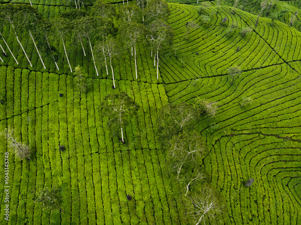 Fototapeta premium THE BEAUTY OF THE PANORAMA OF THE TEA PLANTATION AREA IN THE HIGHLANDS AT THE FOOT OF MOUNT SINDORO, WONOSOBO, INDONESIA, WHICH IS COOL AND FERTILE