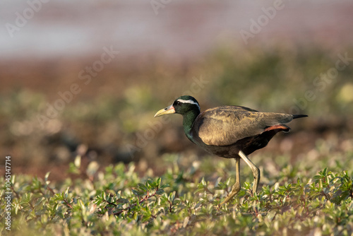 Bronze-winged jacana, Metopidius indicus, Maguri Beel, Southeast of Dibru Saikhowa National Park, Tinsukia district, Upper Assam, India photo