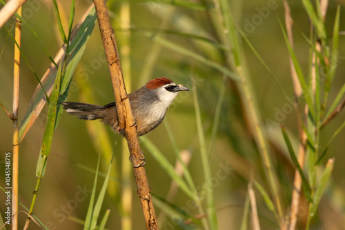 Chestnut-capped babbler, Timalia pileata, Maguri Beel, Southeast of Dibru Saikhowa National Park, Tinsukia district, Upper Assam, India photo