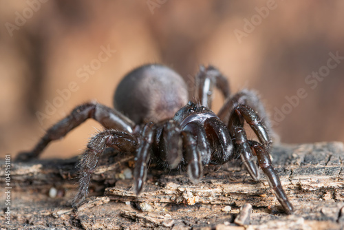 Araña trampera.