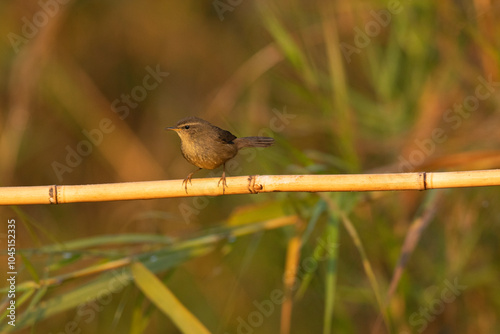 Smoky Warbler, Phylloscopus fuligiventer,  Dehing Patkai Wildlife Sanctuary, Assam, India photo