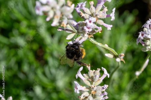 Bumblebee on Lavender Flowers