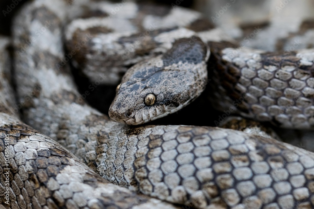 A detail shot of European Cat snake (Telescopus fallax) or Soosan Snake, on the island of Malta. A detail shot of European Cat snake (Telescopus fallax) or Soosan Snake, on the island of Malta.