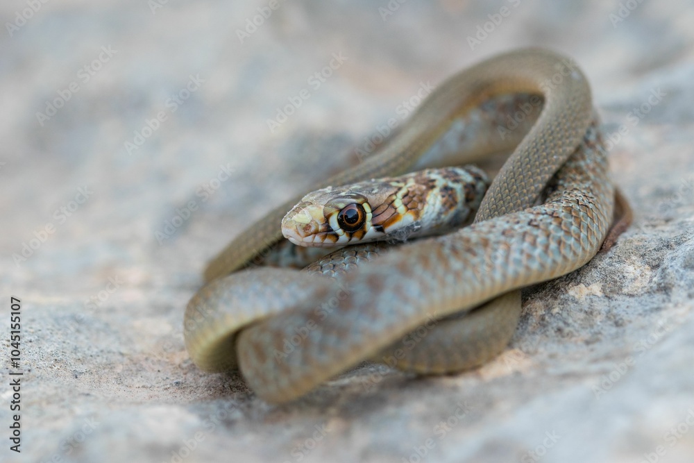 Obraz premium A young Western whip snake hatchling (Coluber viridiflavus carbonarius) in the island of Malta.